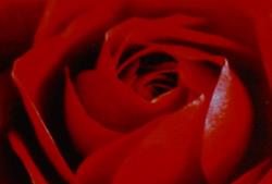 Rosen + Schinken